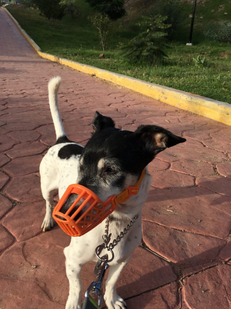 jack russell dog wearing basket muzzle